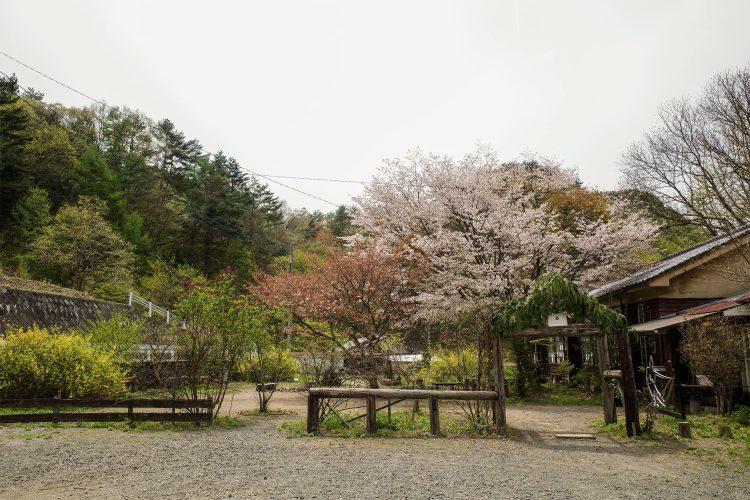駐車場側から校庭・校舎側 / 春