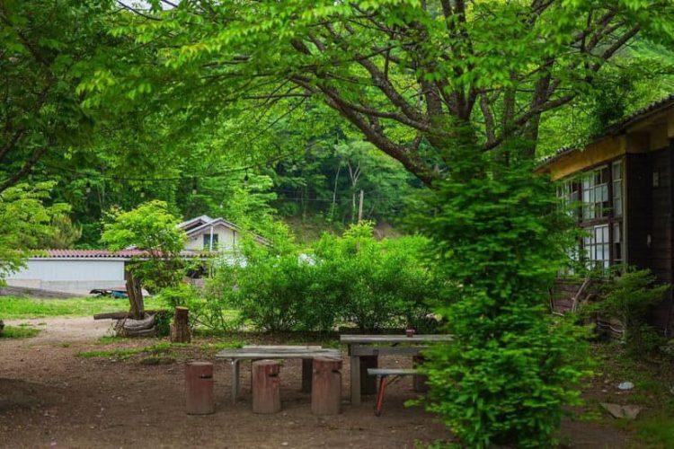 緑が生い茂る校庭 / 夏