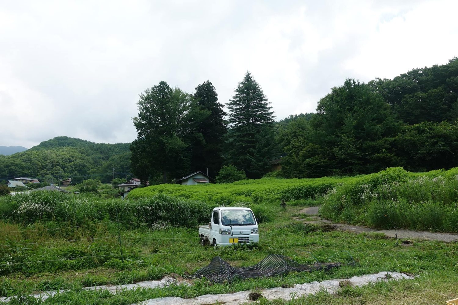 オプション:軽トラック(事前要相談)