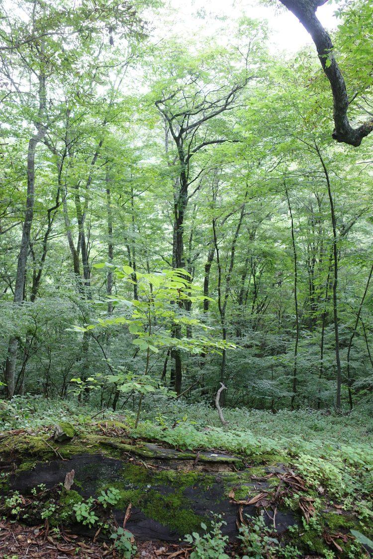 近隣ロケ地:ミステリアスな魅力もある原生林 / 夏