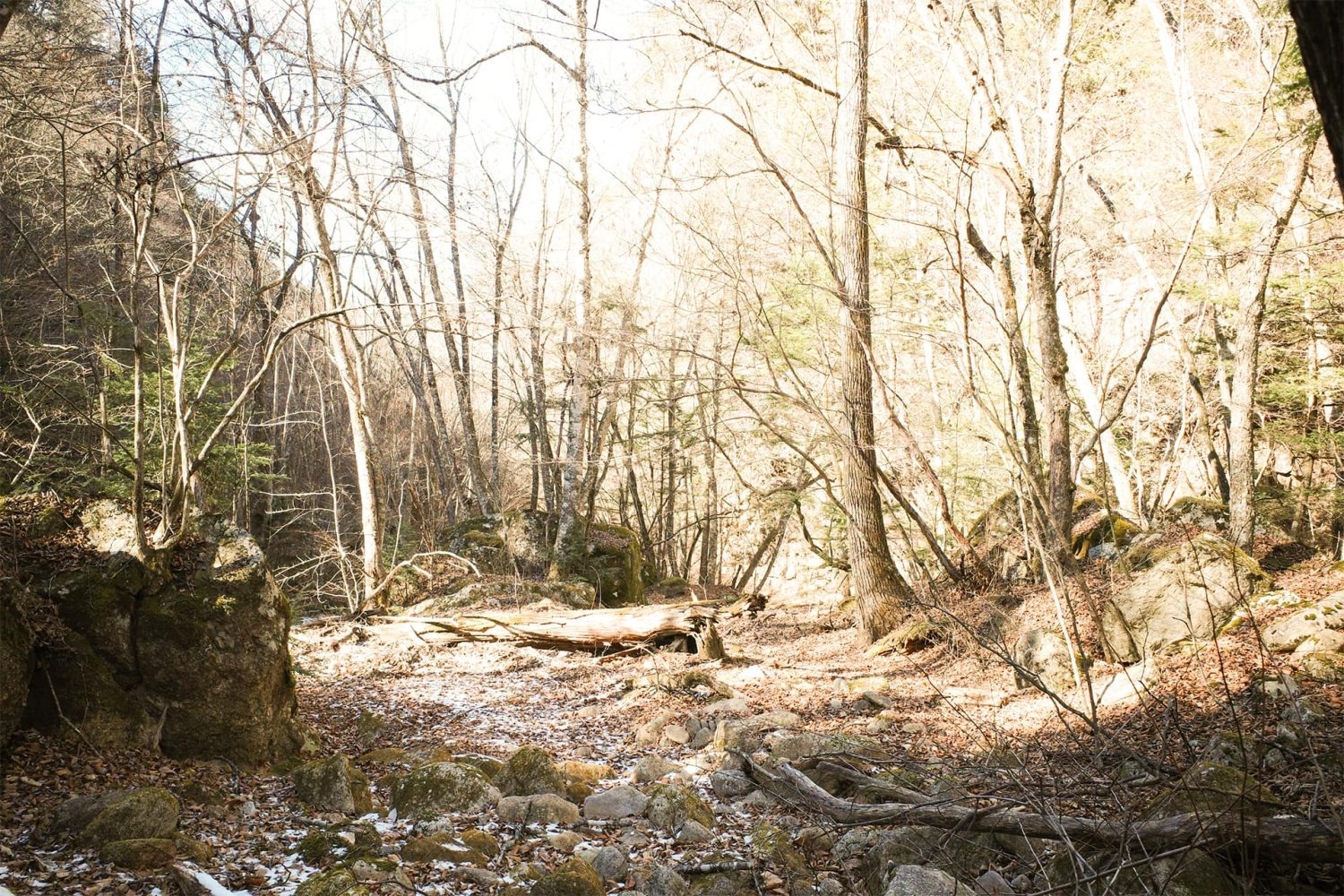 近隣ロケ地:雪が残る森 / 冬
