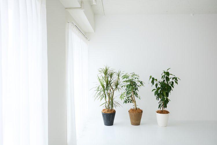 6F 窓際のマットな白壁