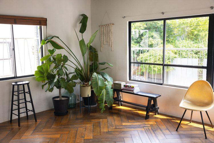 大小さまざまな植物