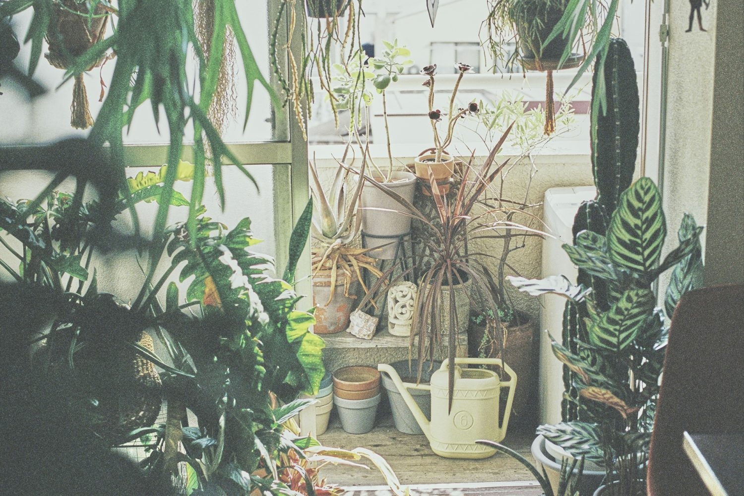 ベランダにも植物