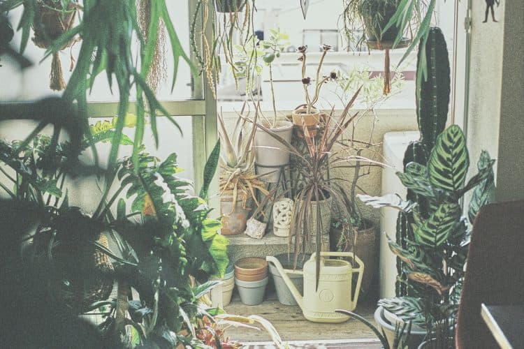 ベランダにも植物