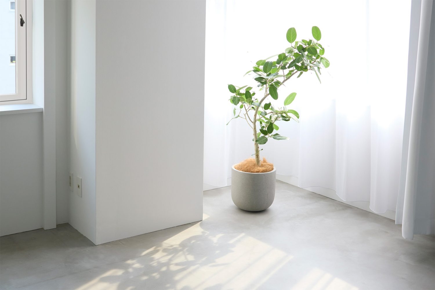 西側のL字窓とグリーン