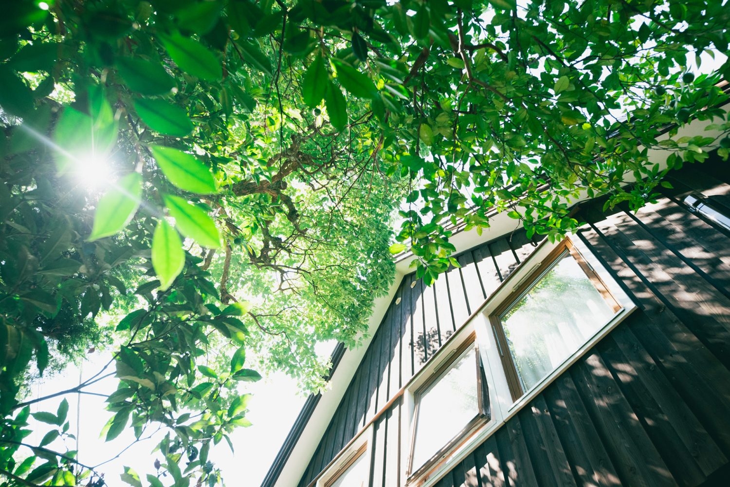 木漏れ日が気持ちよい裏庭