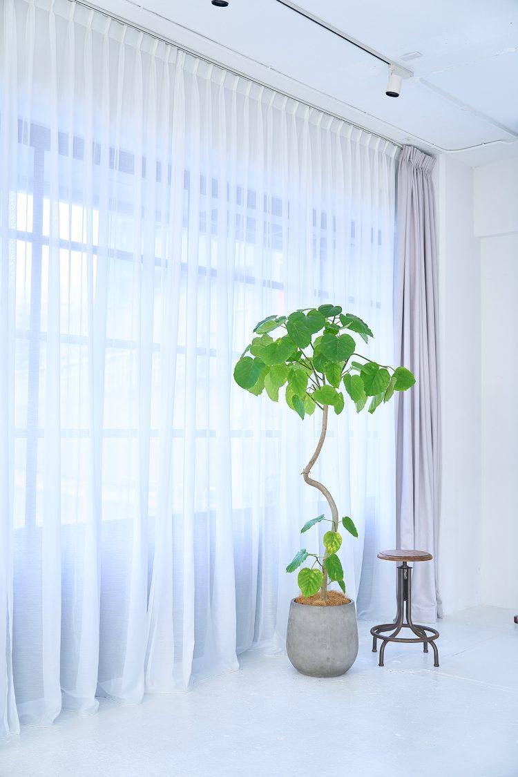 レースカーテン越しのやわらかな光