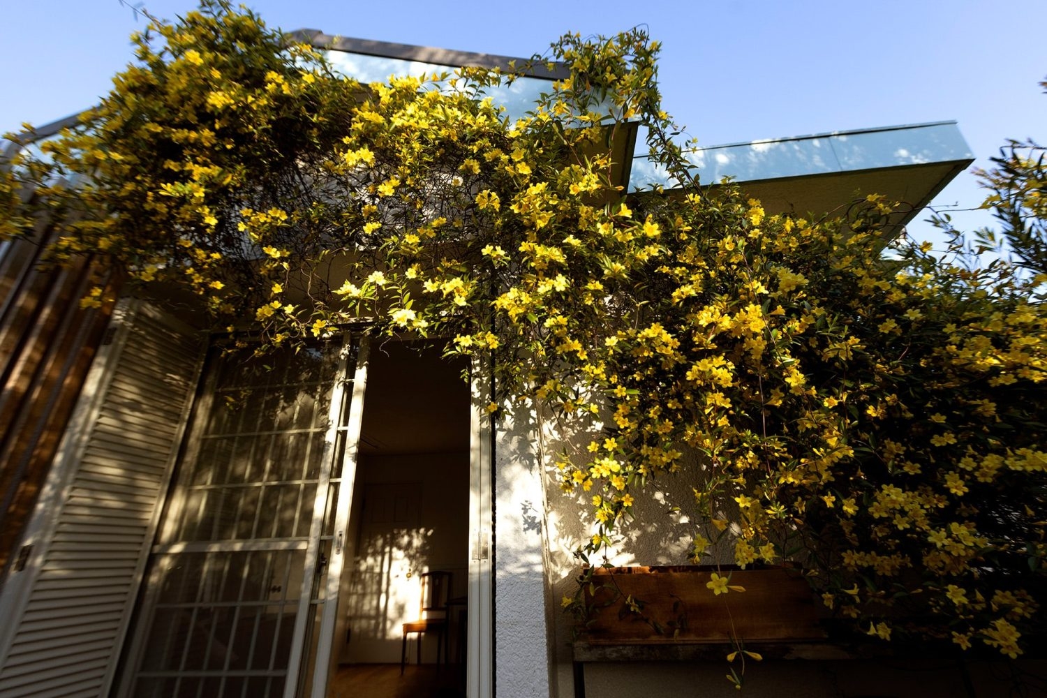 2F バルコニーのカロライナジャスミン(4月頃)