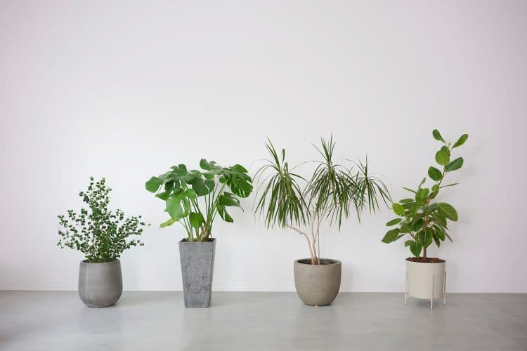 観葉植物