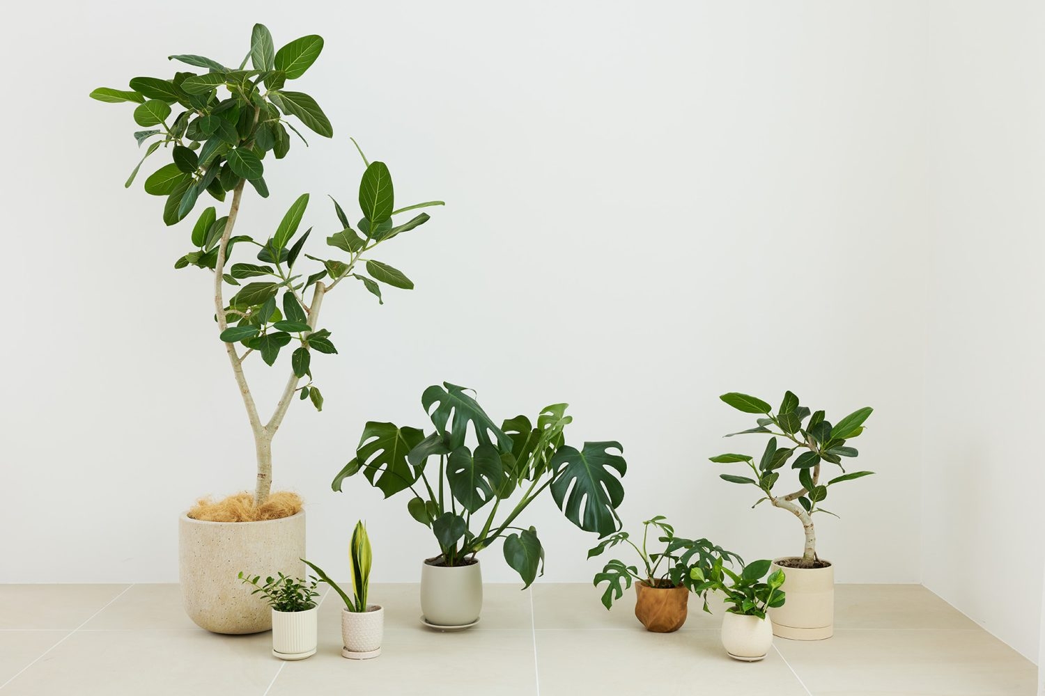 大小ざまざまなグリーンプロップ