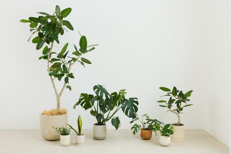 大小ざまざまなグリーンプロップ