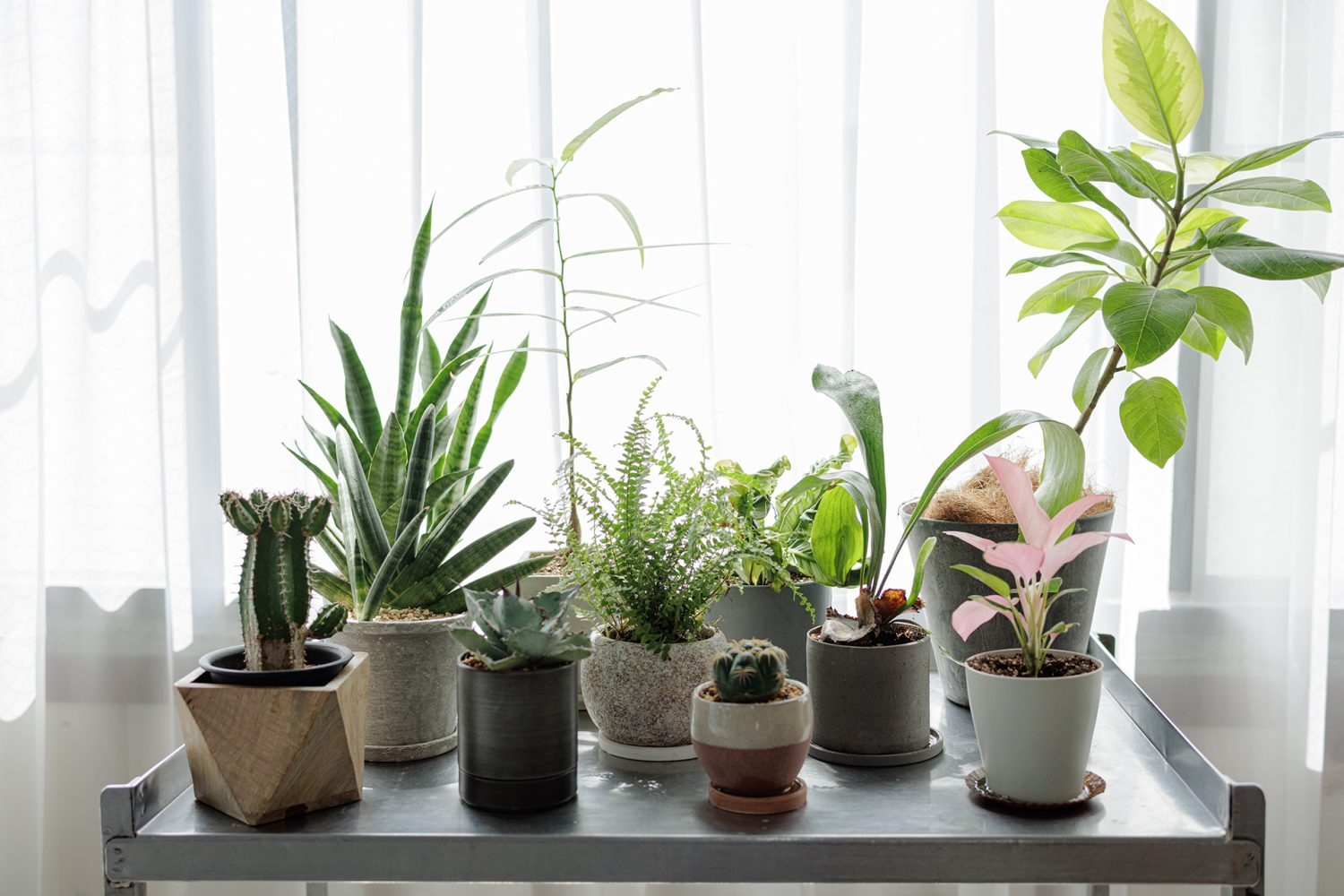 プロップにも使える小さい植物たち