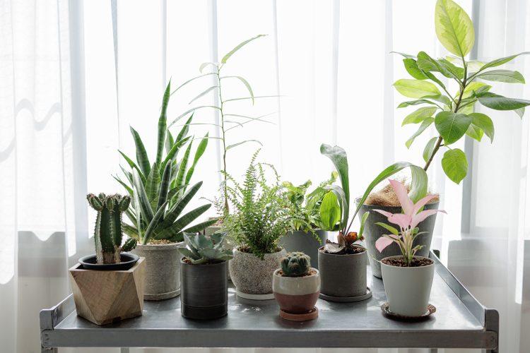 プロップにも使える小さい植物たち