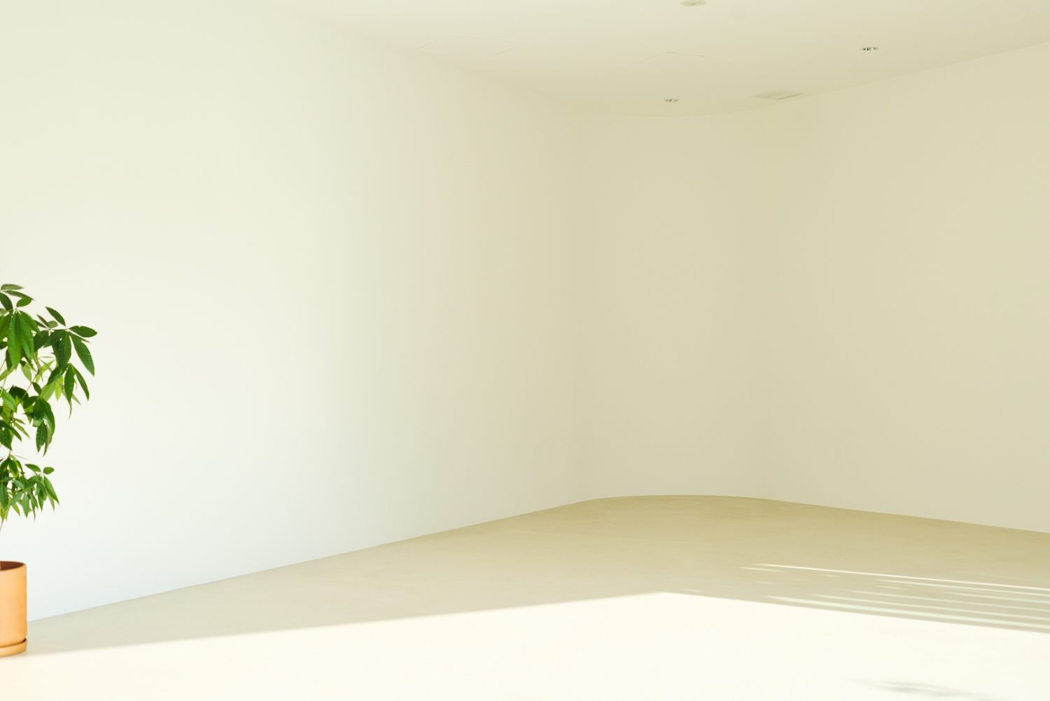 光が回り込むアールの壁