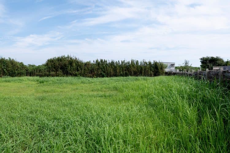 建物の裏手にある広大な荒地も撮影スポットに