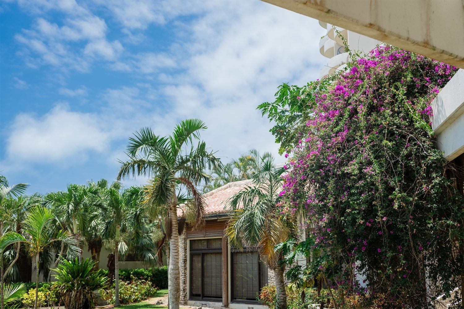 「コーラルウイング」横の中庭 ヤシの木など緑豊かな庭