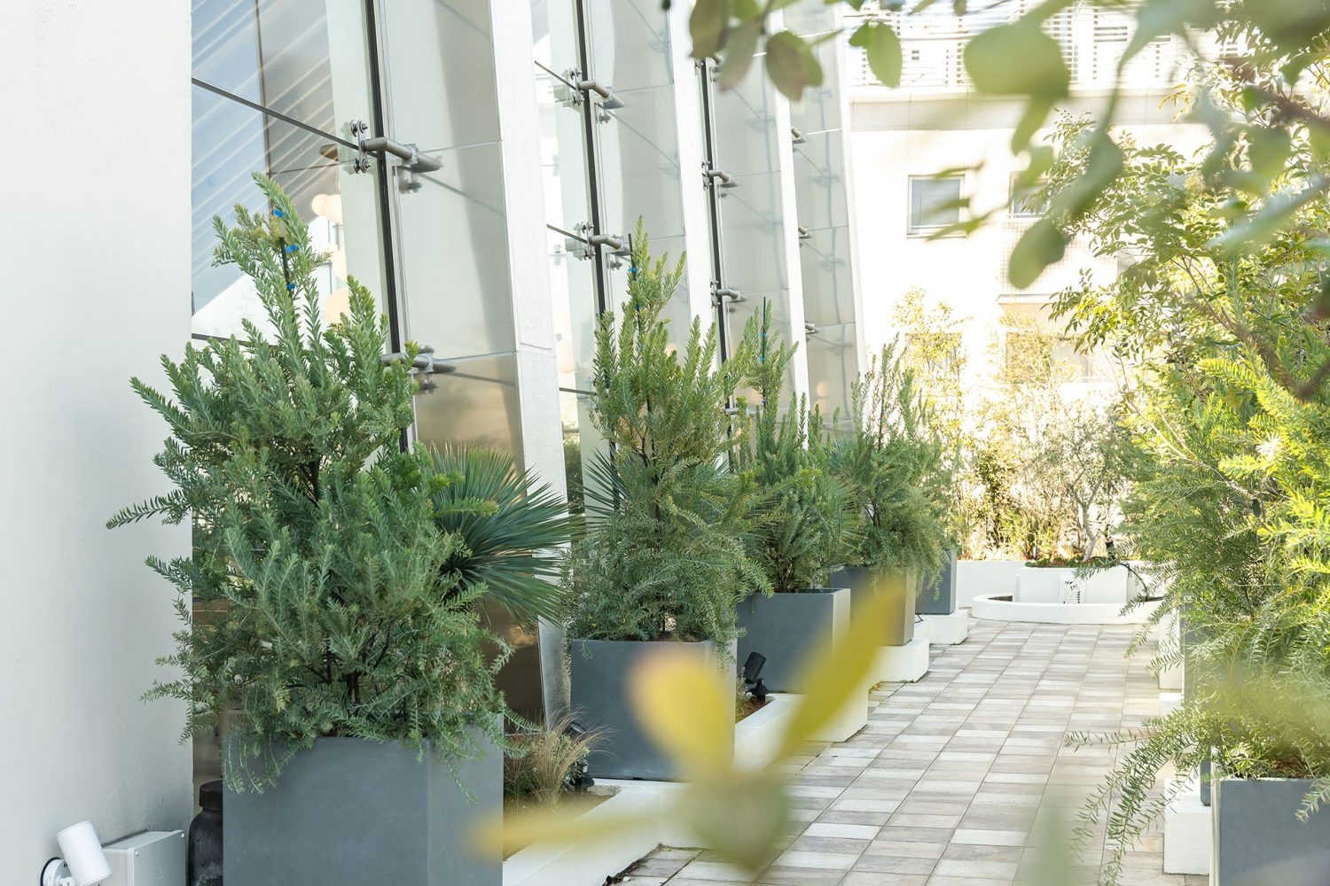 3Fチャペルの植栽