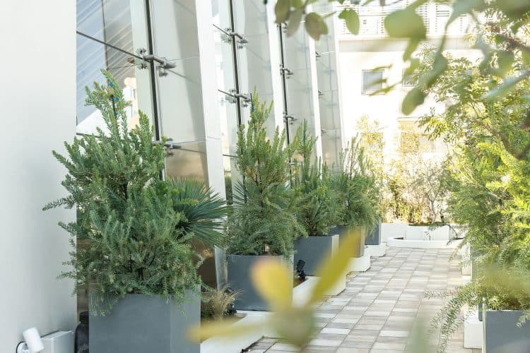 3Fチャペルの植栽