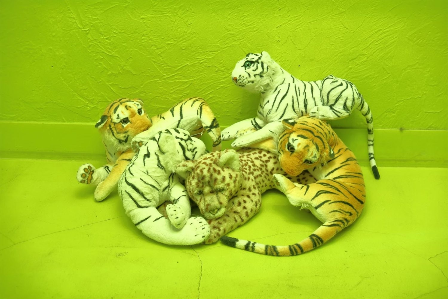 ディスプレイ用品 / 貸し出し可能