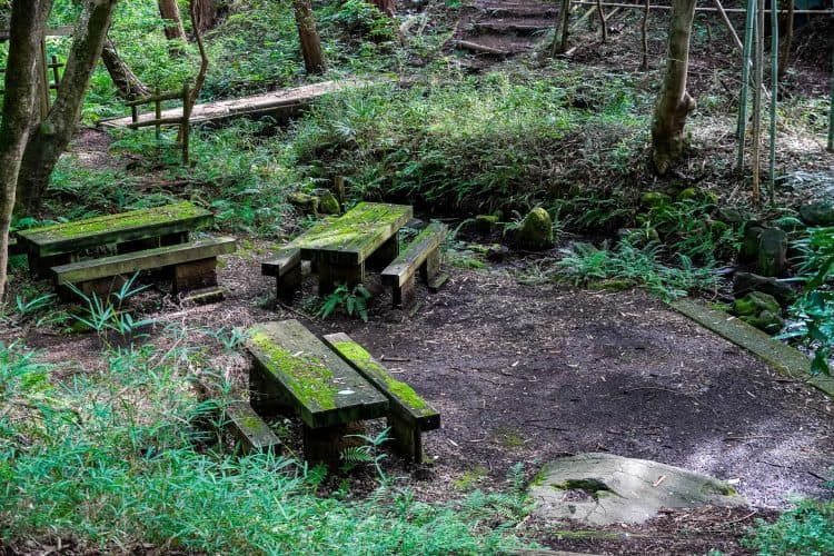 森の中にベンチとテーブルが並ぶ休憩スペース