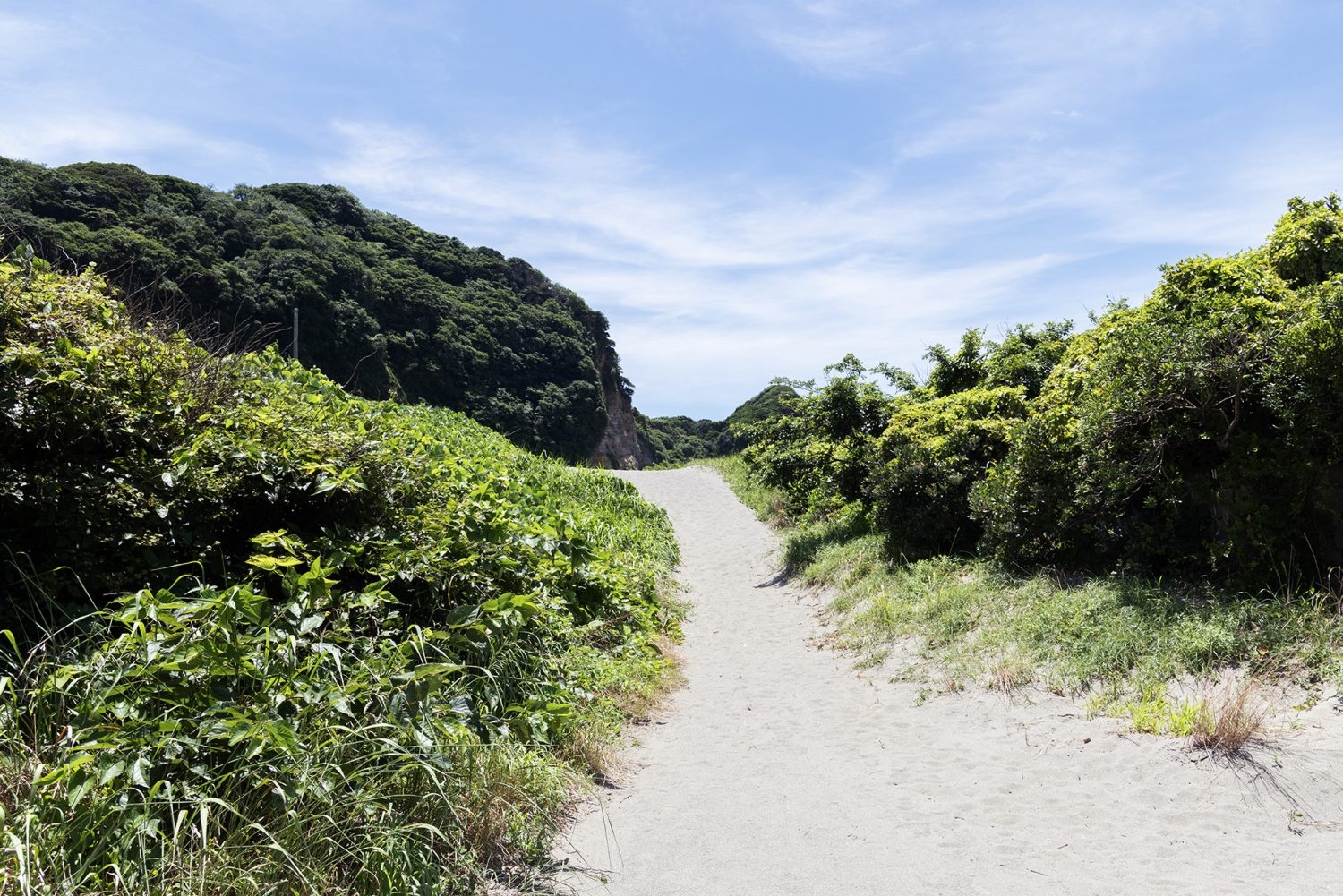 撮影の背景になる、海へ続く緑豊かな道