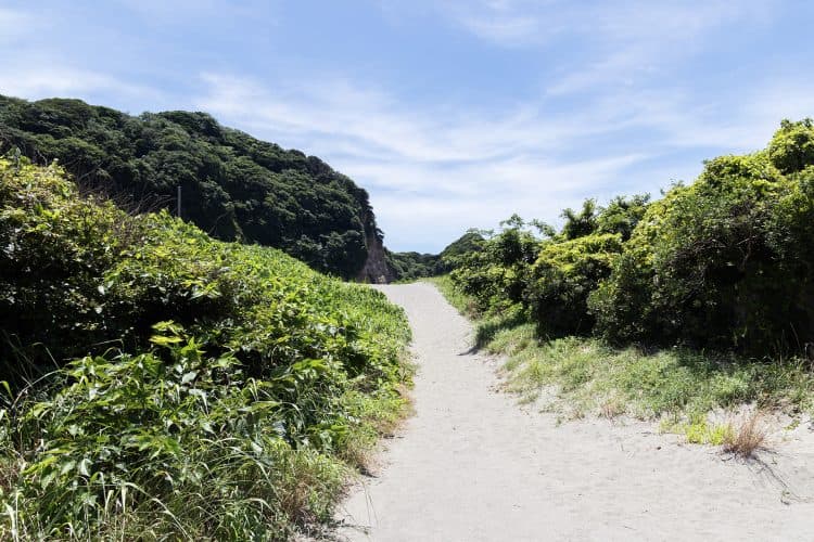 撮影の背景になる、海へ続く緑豊かな道