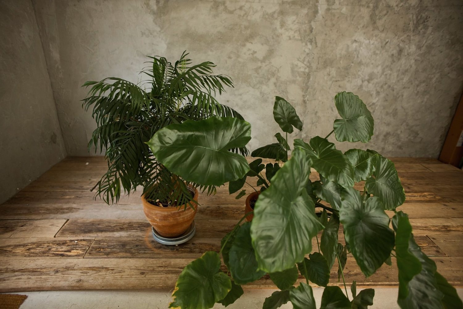 背景に使えるグリーンも多数