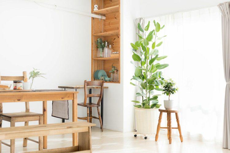 観葉植物がアクセントに