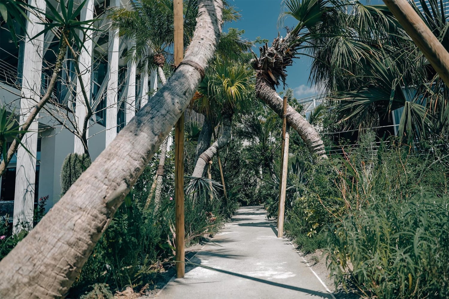 豊富な植物に囲まれる通路