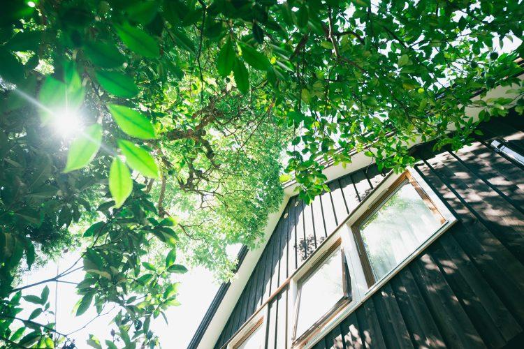 木漏れ日が気持ちよい裏庭