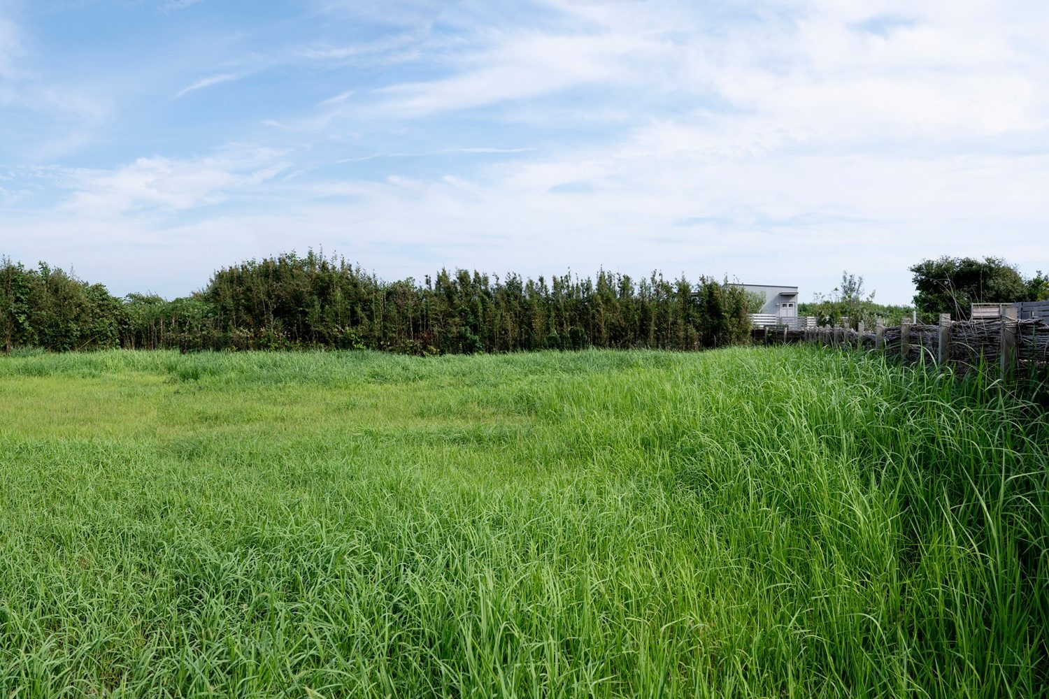 建物の裏手にある広大な荒地も撮影スポットに