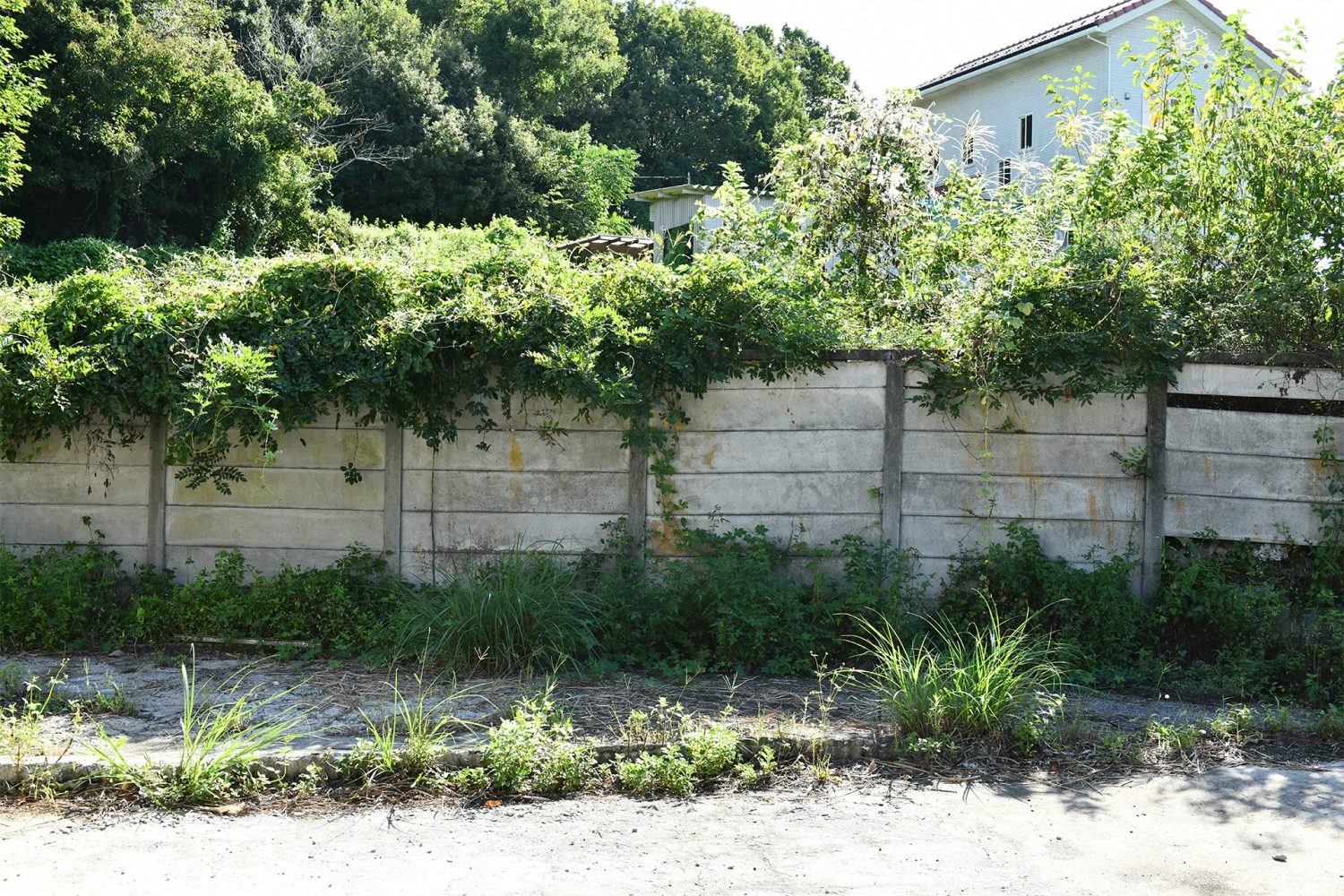 緑に囲まれたブロック塀など、特徴的な空間での撮影も可能