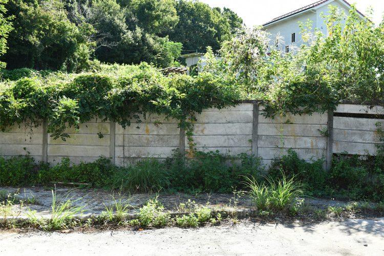 緑に囲まれたブロック塀など、特徴的な空間での撮影も可能